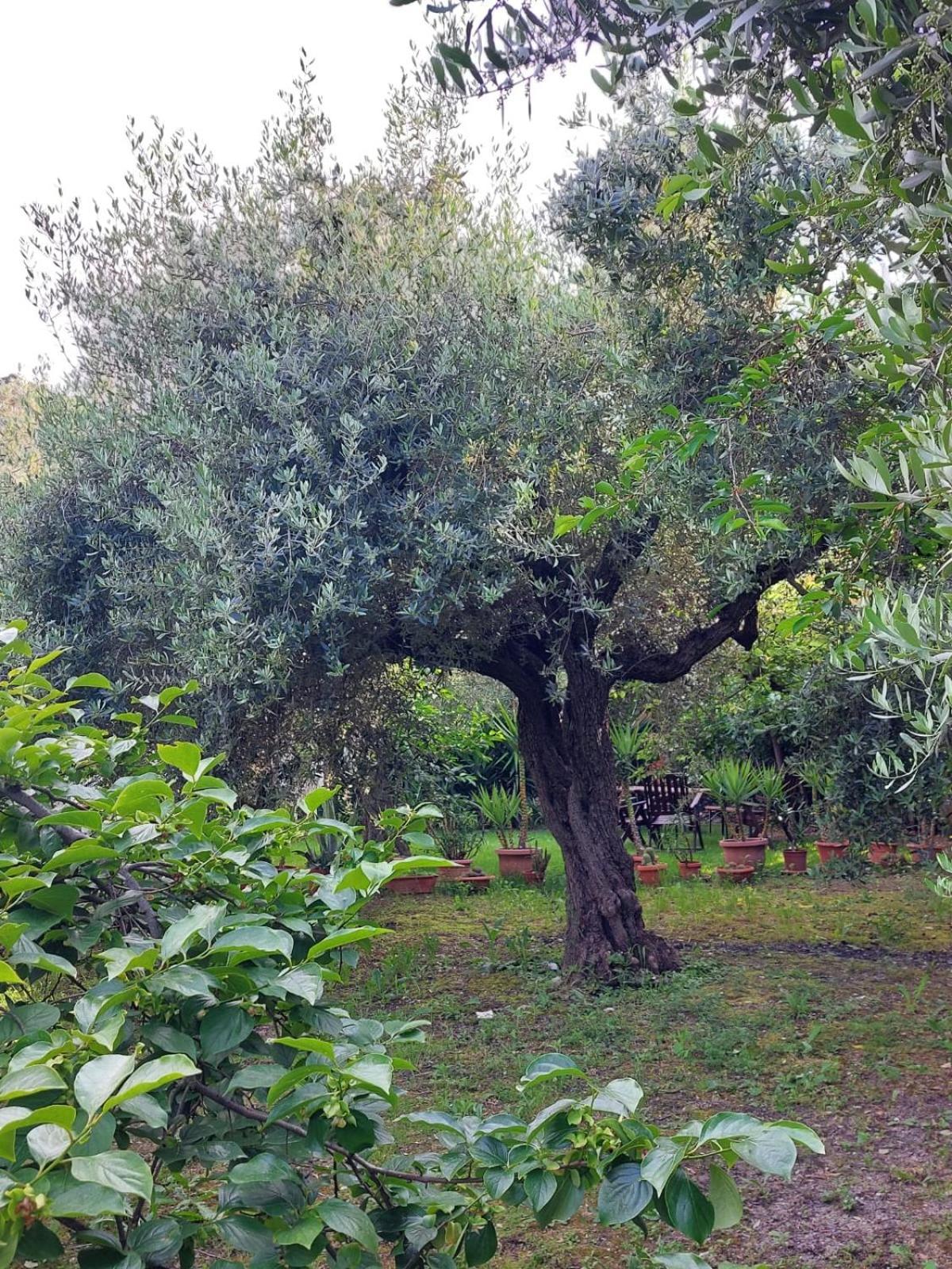 B&B Villa Mia Lanciano Exteriör bild